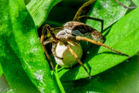 Spider With A Ball Of Young (167242645)