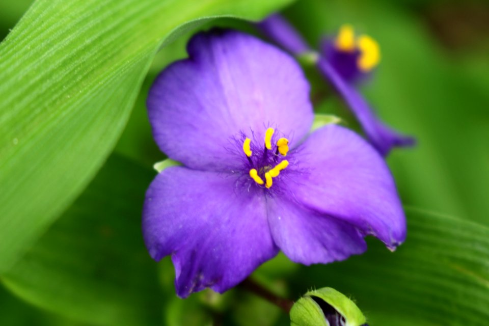 Spiderwort In Pennsylvania (256531857)