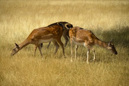 Wildlife richmond surrey
