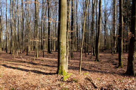 Spießwald Burgholzhausen 2021-04-02 04