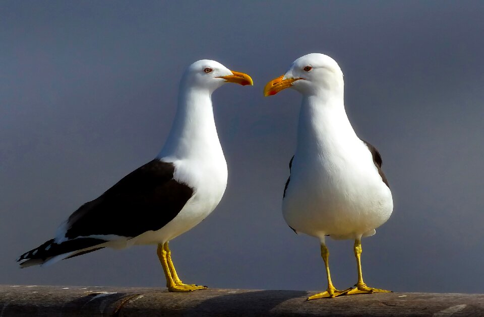 Wildlife seaside new zealand
