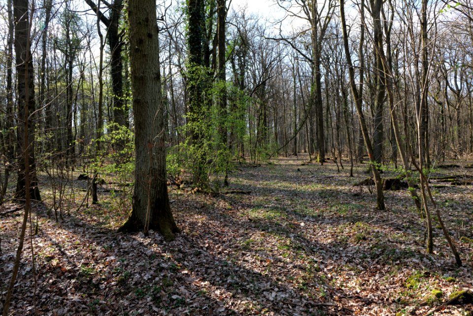 Spießwald Burgholzhausen 2021-04-02 12