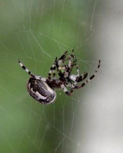Spider Simo Finland 20140723 01