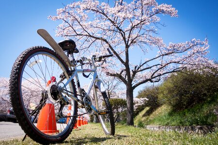 Spring blossom pink