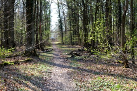 Spießwald Burgholzhausen 2021-04-02 13