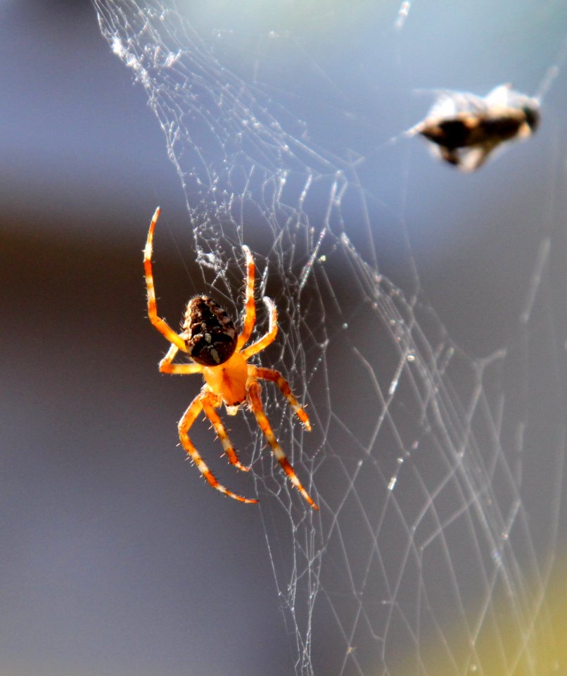 Spider Simo Finland 20140723 02