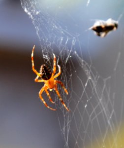 Spider Simo Finland 20140723 02