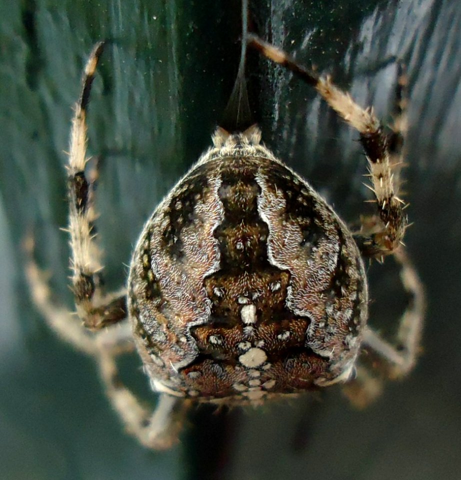 Spider up close on NJ porch 4