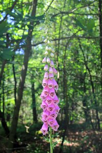 Thimble plant forest