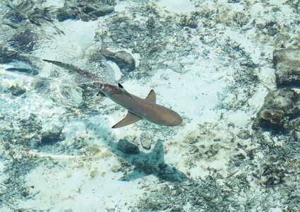 Sea shark water