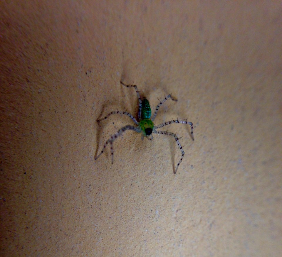 Spider macro picture