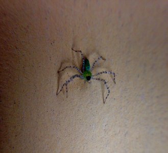 Spider macro picture