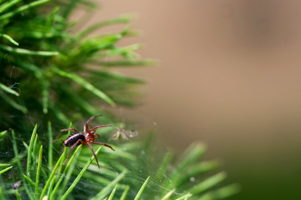 Spider (216729097)