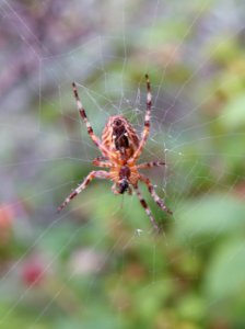 Spider Haukipudas Oulu 20200802 03
