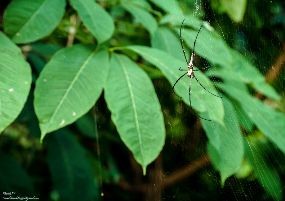 Spider (176674981)