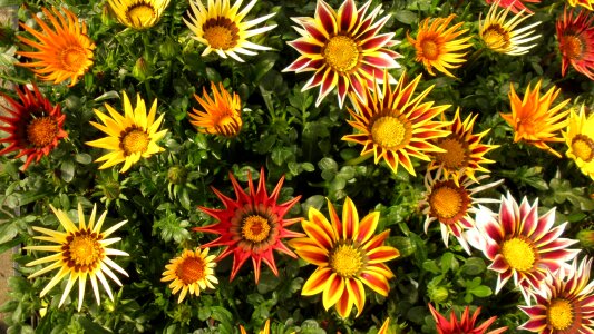 Plant colorful flower bed
