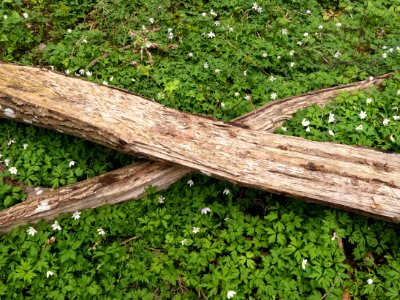 Split logs forming an x photo