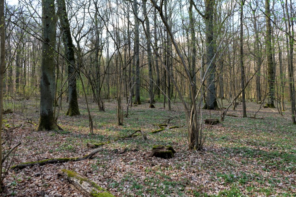 Spießwald Burgholzhausen 2021-04-02 02