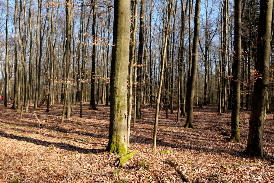 Spießwald Burgholzhausen 2021-04-02 05