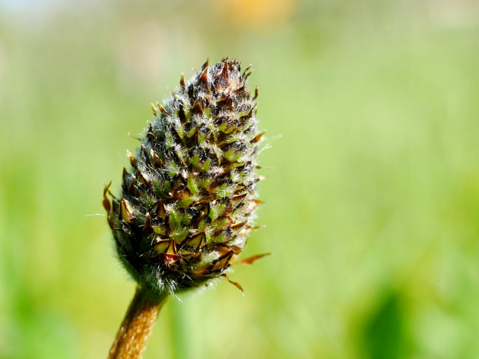 Spitzwegerich Knospe Roscheider Hof