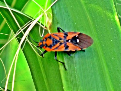 Spilostethus pandurus (ground bug sp.), Skala Kalloni, Lesbos, Greece