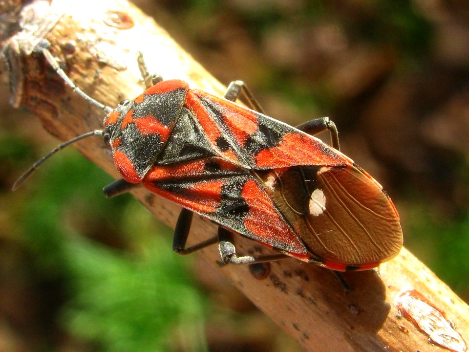 Spilostethus pandurus - Ballans20120114 im515
