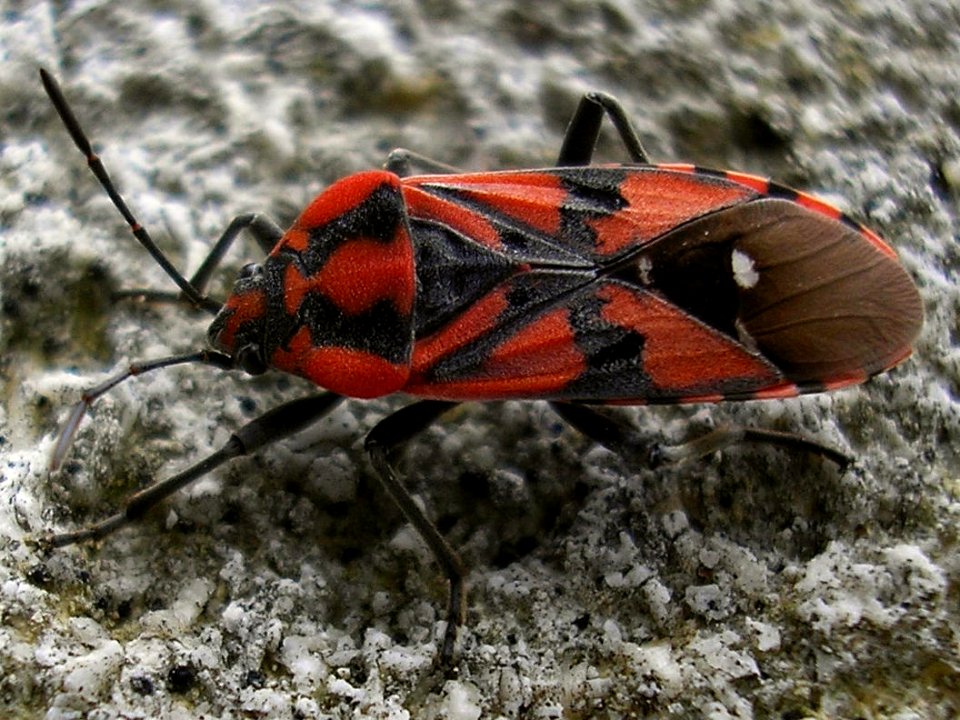 Spilostethus pandurus - Ballans20061209 im82