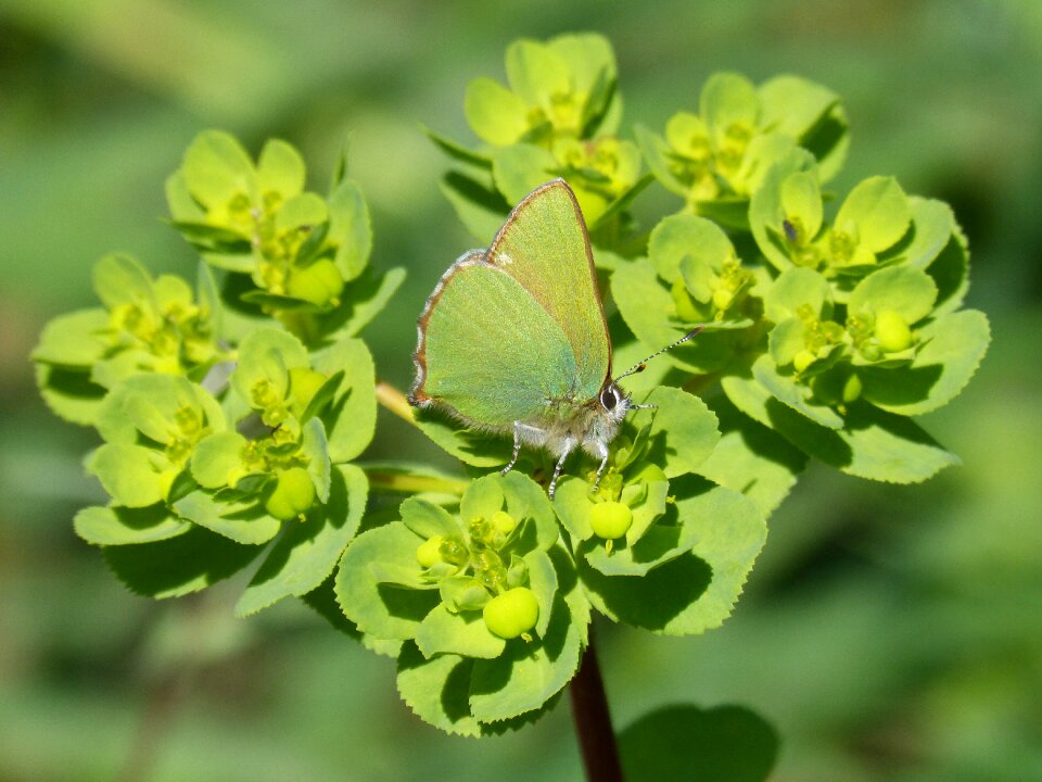 Butterfly green detail beauty