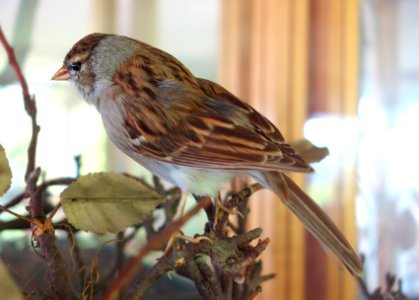 Spizella passerina - Southern Vermont Natural History Museum - DSC08501
