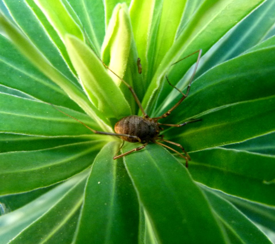 Spider in a plant