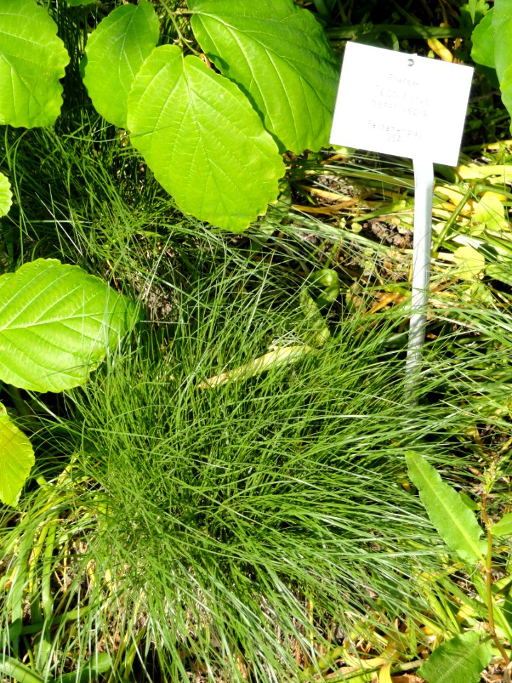 Sporobolus heterolepis - Botanischer Garten Freiburg - DSC06450