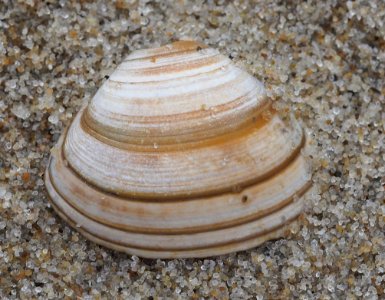 Spisula solida 77504525