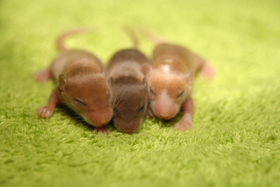 New young animal cute