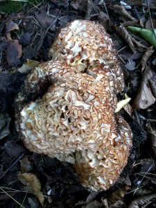 Sparassis crispa 96758673