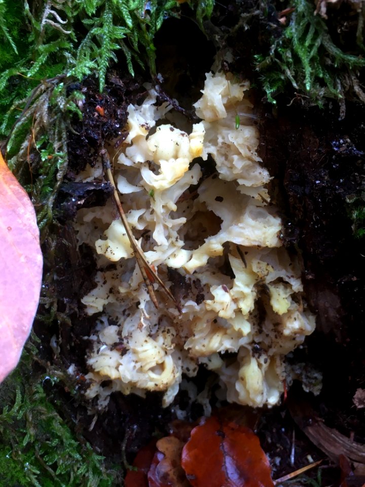 Sparassis crispa 102264807