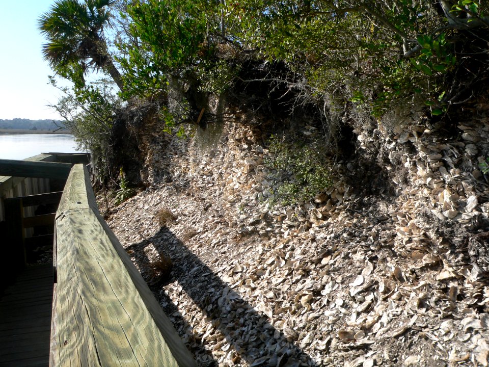 Spanish Mount (Edisto Beach SP) from boardwalk