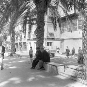 Spanje, diversen, oude mannetjes onder palmboom, Bestanddeelnr 918-0147
