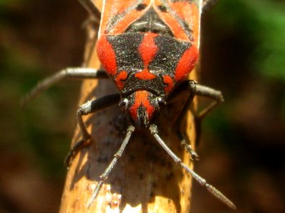 Spilostethus pandurus - Ballans20120114 im509