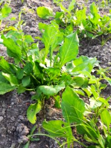 Spinach 2 photo