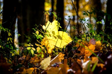 Tree forest golden autumn photo