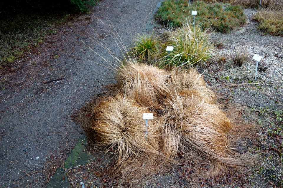 Sporobolus heterolepis - Botanischer Garten, Dresden, Germany - DSC08741