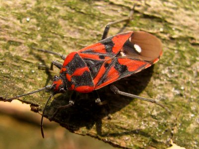 Spilostethus pandurus - Ballans20120114 im721