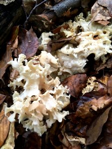 Sparassis crispa 98390521