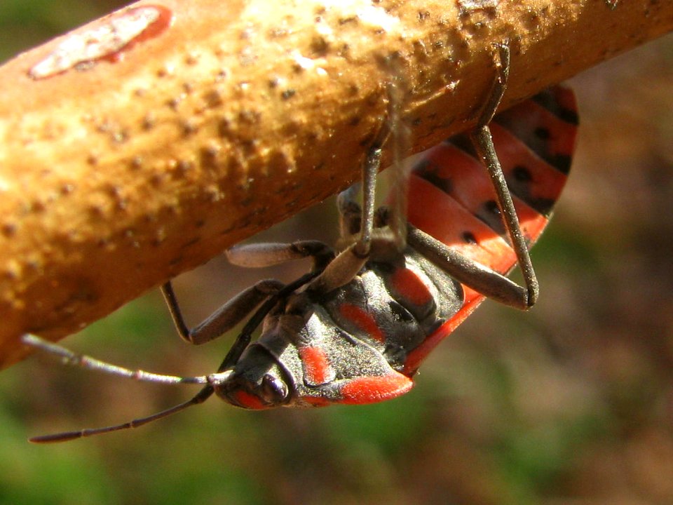 Spilostethus pandurus - Ballans20120114 im529