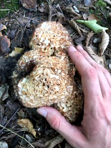 Sparassis crispa 96758658