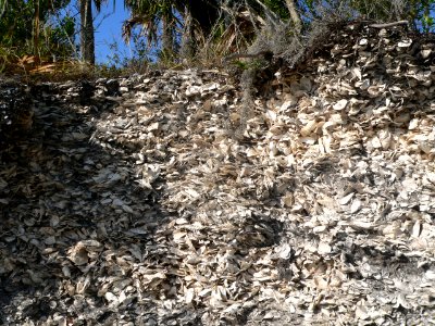 Spanish Mount (Edisto Beach SP) detail 1