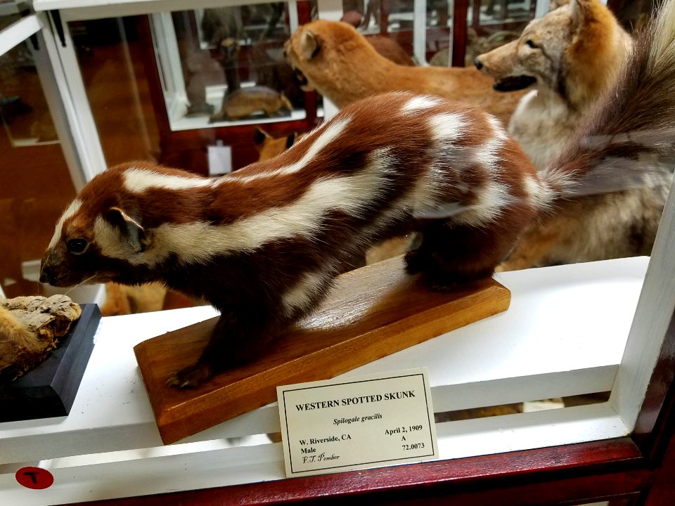 Spilogale gracilis - Pember Library and Museum - Granville, New York - 20180224 141805