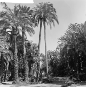 Spanje, diversen, zeer hoge palmbomen, Bestanddeelnr 918-0149