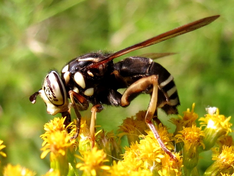 Spilomyia fusca 12249649 (cropped)