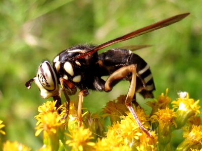 Spilomyia fusca 12249649 (cropped)